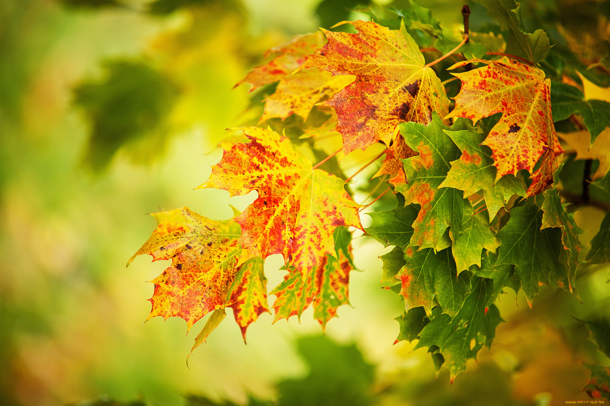 2 сентября осень. Осень листья. Осенняя листва. Картинки на рабочий стол осень. Сентябрь природа.